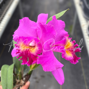 Rlc. Finer Diamond — Palmer Orchids